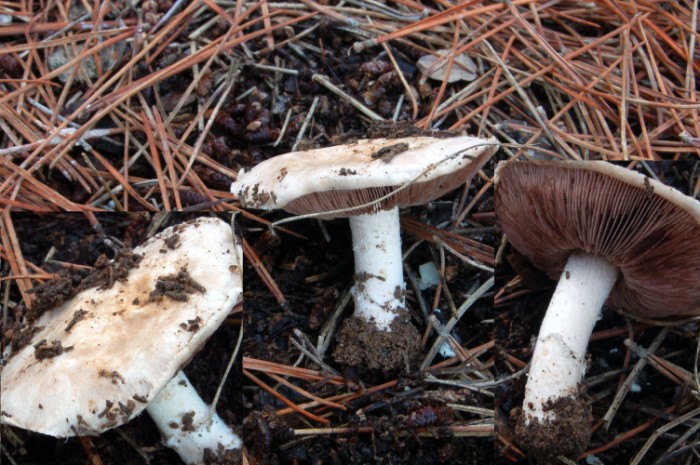 Agaricus devoniensis P. D. Orton